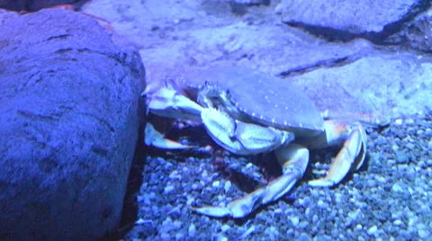 Crab Eating Stock Footage 43034930