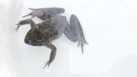 Crab-eating frog (Fejervarya cancrivora) sitting in a white plastic bucket. Stock Footage 345583348