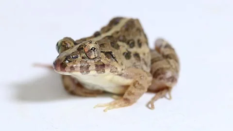Crab eating frog or mangrove frog Fejervarya cancrivora isolated on white backgr Stock Footage 221765231
