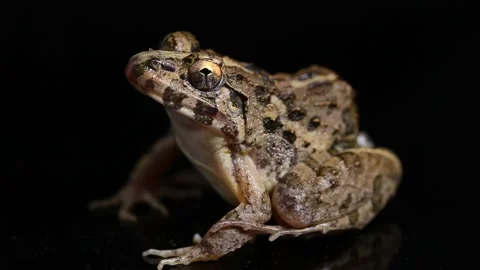Crab eating frog or mangrove frog Fejervarya cancrivora isolated on black backgr Stock Footage 221765257