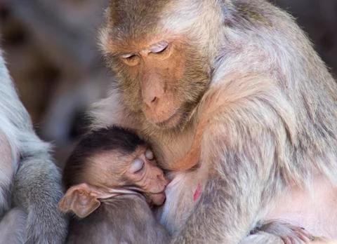 Crab eating macaque and baby Stock Photos