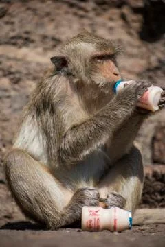 Crab Eating Macaque drinking yoghurt Stock Photos
