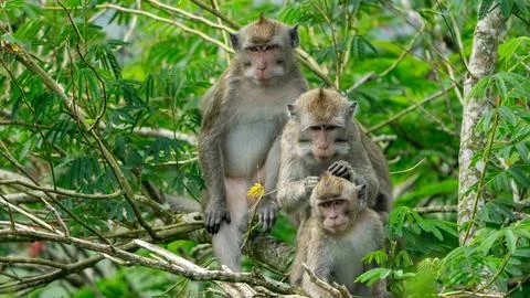 Crab-eating macaque (Macaca fasciculari) is looking for fleas Stock Photos