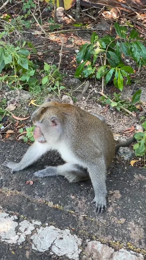 A crab-eating macaque (Macaca fascicularis) sits by the roadside. Stock Footage 345296282