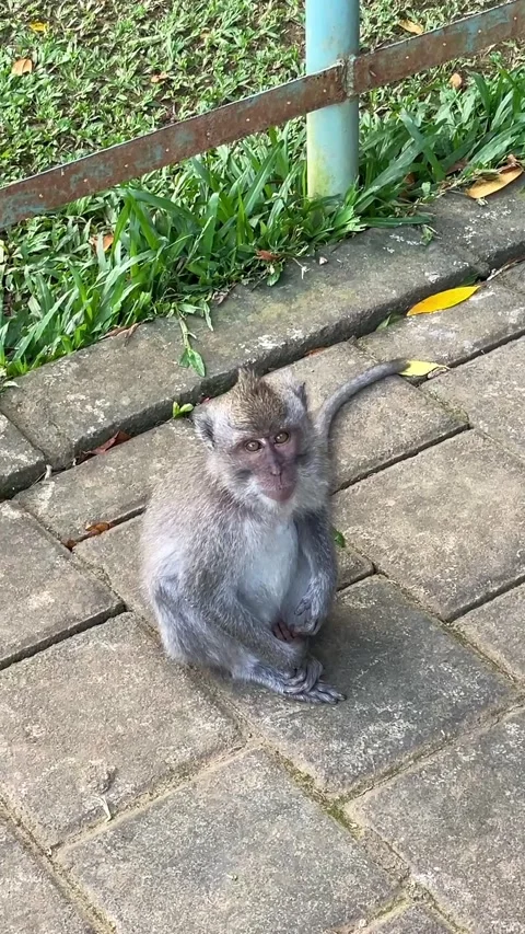 A crab-eating macaque (Macaca fascicularis) is sitting on a park path. Stock Footage 345296284