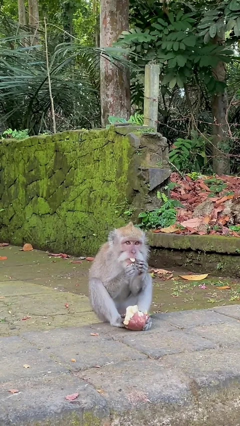 A crab-eating macaque (Macaca fascicularis) is eating a fruit. Stock Footage 345296288