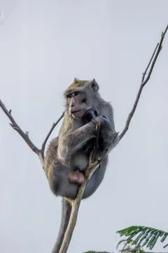 Crab-eating macaque (Macaca fascicularis, monyet ekor panjang) on the tree Stock Photos