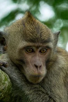 Crab-eating macaque (Macaca fascicularis, monyet ekor panjang) on the tree Stock Photos