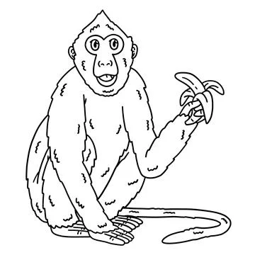 Crab Eating Macaque Monkey Isolated Coloring Page Stock Illustration