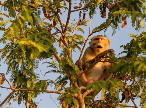 Crab-eating macaque monkey open its mouth on tamarind tree Foto stock