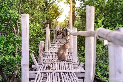 Crab-eating macaque monkey siiting on bamboo bridge in mangrove forest. Stock Photos