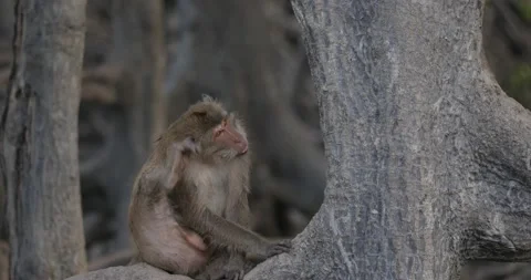 Crab-eating macaque monkey sitting in tree 30s-P2080415-no-audio Stockbeeldmateriaal 238799927