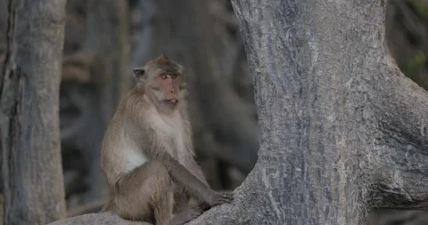Crab-eating macaque monkey sitting in tree 60 seconds, no audio Stockbeeldmateriaal 238833059