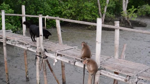 Crab-eating macaque monkeys funny with dog on bamboo bridge in mangrove forest. Stock Footage 55249646