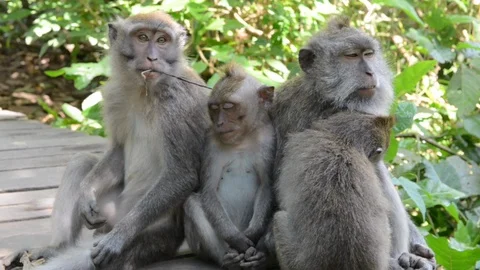 The crab-eating macaque or long-tailed macaque family resting Stock Footage 96187612