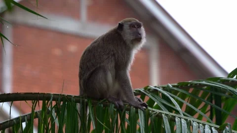 Crab-eating macaque or long tailed macaque, macaca fascicularis spotted in Stock Footage 243255625