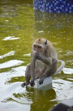 Crab eating macaque Stock Photos