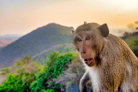 Crab-eating macaque. Stock Photos
