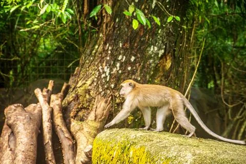 Crab eating Macaque Fotos Stock