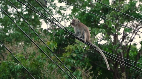 Crab-eating macaque sitting on power line in Thailand. Monkey menace problem in Stock Footage 294732444