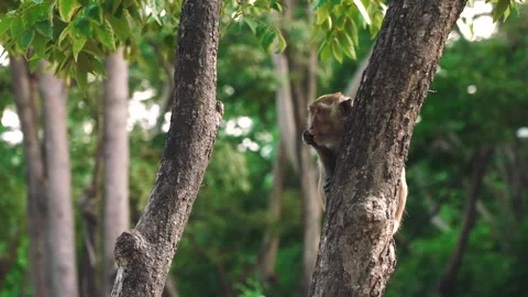 Crab-eating macaque on a tropical tree in Thailand. Monkey menace problem in 스톡 동영상 294732381