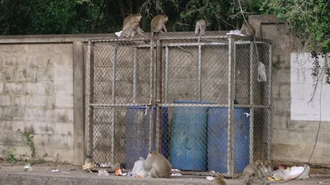 Crab eating macaques climbing trash cage and foraging for food in urban waste Vidéo 313316005