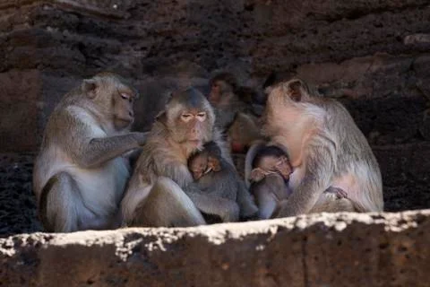 Crab Eating Macaques nursing their young Stock Photos