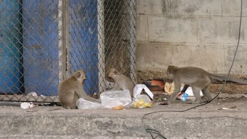 Crab eating macaques scavenging in plastic waste and garbage near metal fence of Stock Footage 312916911