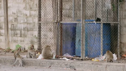 Crab eating macaques scavenging trash near blue plastic bins barrel 스톡 동영상 312916953