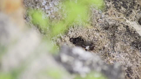 Crab eating a piece of bread on the rock beside sea Stock Footage 65494965