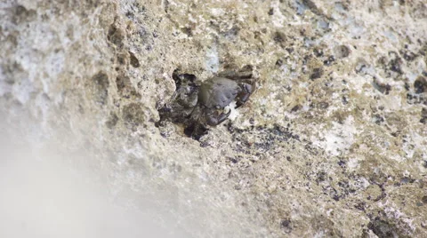 Crab eating a piece of bread on the rock beside sea Stock Footage 65496110