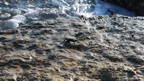 Crab eating on a rock Stock Footage