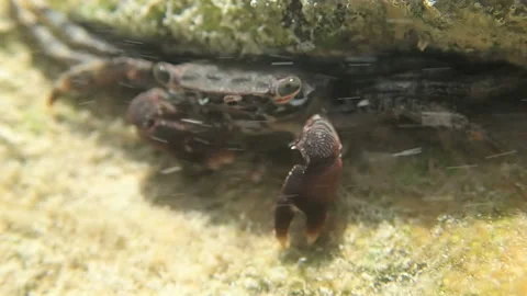 Crab eats algae in a stream of water Stock Footage 125337593