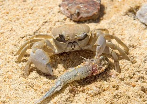Crab eats a fish Foto stock