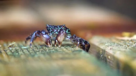 A Crab Eats Its Lunch Stock Footage 145731239