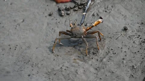 Crab elegantly walking sideways in Sundarbans national park Stock Footage 269678324