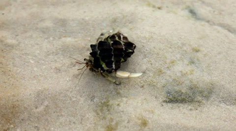 Crab eremite creeps on sand on a beach Video stock 39017506