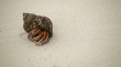 Crab eremite creeps on sand on a beach Stock Footage 39018502