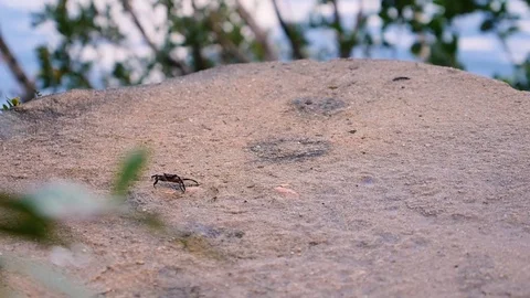 Crab escaping  in a rock 스톡 동영상 127134534