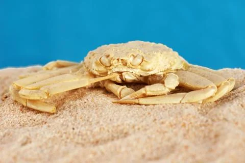 Crab exoskeleton on sand Stock Photos