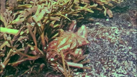 Crab exploring the frigid depths of the White Sea under Arctic ice Video stock 299402053