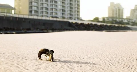 Crab exploring sandy beach during golden hour near coastal buildings Stock Illustration