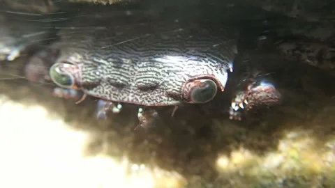 Crab eyes Video stock 86420197