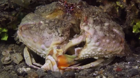 Crab feeding 001 Stock Footage 62402625