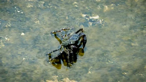 Crab feeding on algae on sea rocks. Video stock 155841497
