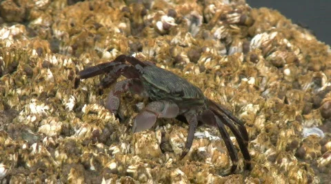 Crab Feeding On Barnacles Video stock 772509