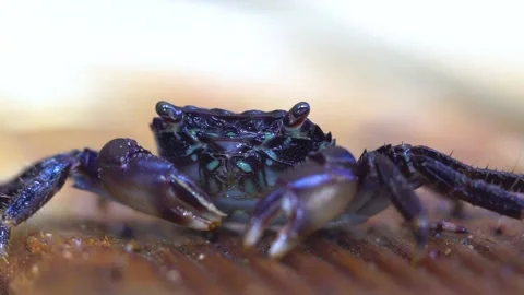 Crab is Feeding Close Up Stock Footage 145744950