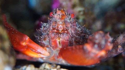 Crab feeding Stock Footage 122847889