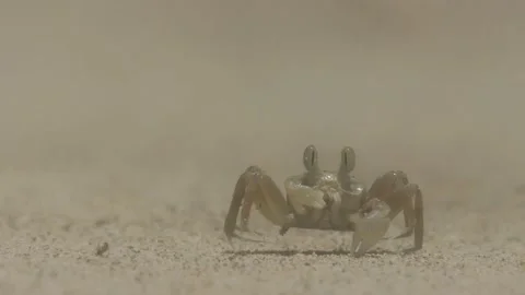 Crab feeding Stock Footage 130307093