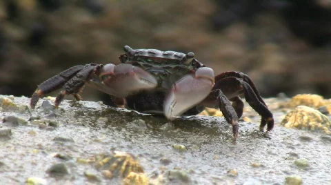 Crab Feeding (With Larger Crab Passing Behind) Stock Footage